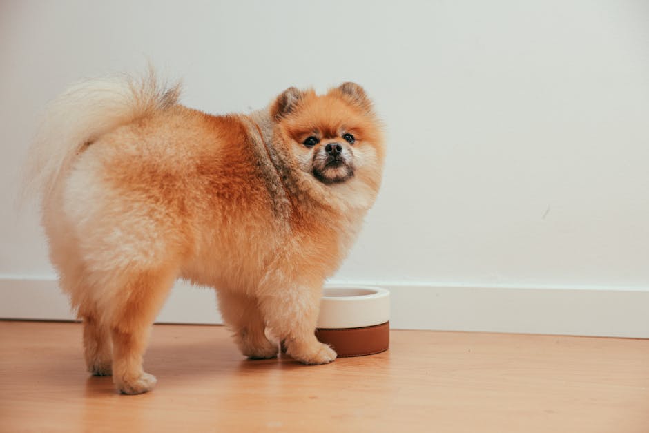 Fluffy Pomeranian puppy by a dog bowl on wooden floor indoors. Cute and furry pet in a home setting.