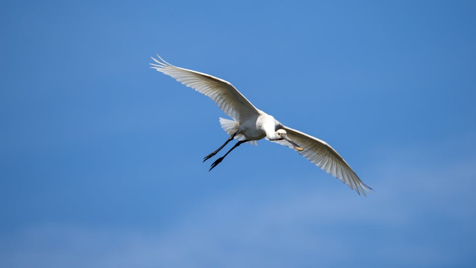 A majestic white egret elegantly flies through the clear blue sky, showcasing its natural beauty.