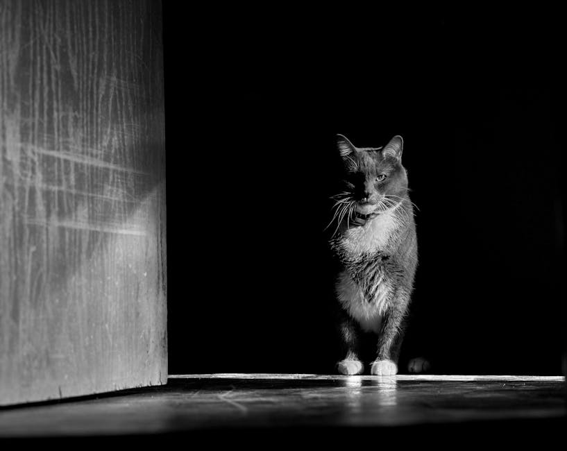 Captivating black and white photo of a cat in dramatic lighting and shadows.